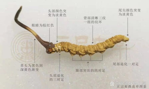 辛辣食物清单-辛辣食物表-辛辣食物吃多了肚子疼怎么办,中国辛辣食物主要的有哪些食物网站